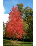 Клён красный | Acer rubrum | Клен червоний